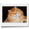 Achille 3 anni