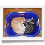 Achille+Alexej