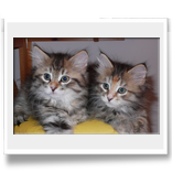 Anoushka+Anouk